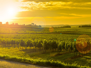 Séminaire dans le vignoble bordelais